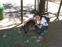  gila petting kangaroo 2.JPG 